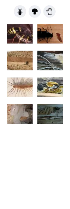 Traitement et éradication du bois