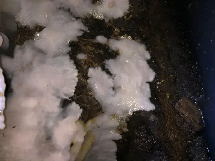 Traitement des champignons