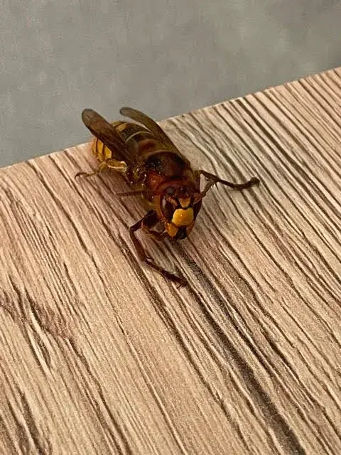 Éradication des guêpes du bois ou des frelons