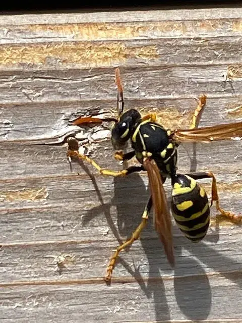 Éradication des guêpes du bois ou des frelons